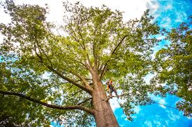 Trusted Salamanca, NY Tree Care Services Experts