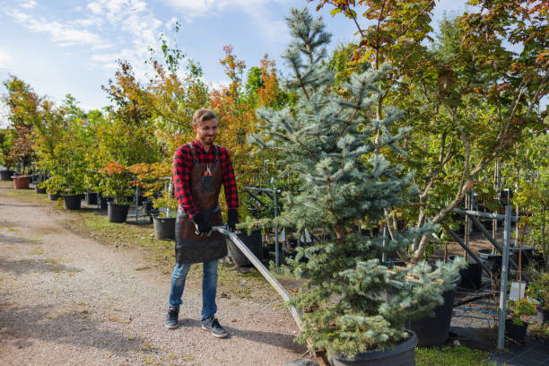 Tree and Shrub Care in Salamanca, NY